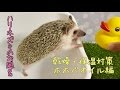 【お風呂】女子たるもの肌のうるおいを乾燥から守りたい【ホホバオイル】