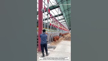 Automatic Cattle Feeding System: Smart Farm Tech