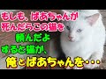 #139【猫のいい話】猫と暮らしていた祖母が亡くなった 遺産相続で揉めていた 俺は猫を引き取る！とお婆ちゃんとの約束を・・【朗読】