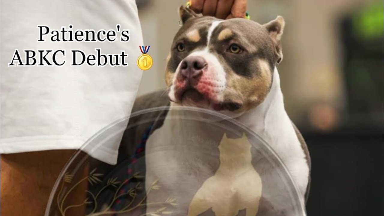 ABKC East Texas Bully Roundup, Patience Makes Her Debut In the Show ...