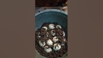 Thumbnail of Cara membuat telur asin yang mudah dengan abu #shorts #idekreatif