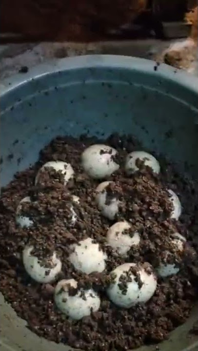 Cara membuat telur asin yang mudah dengan abu #shorts #idekreatif