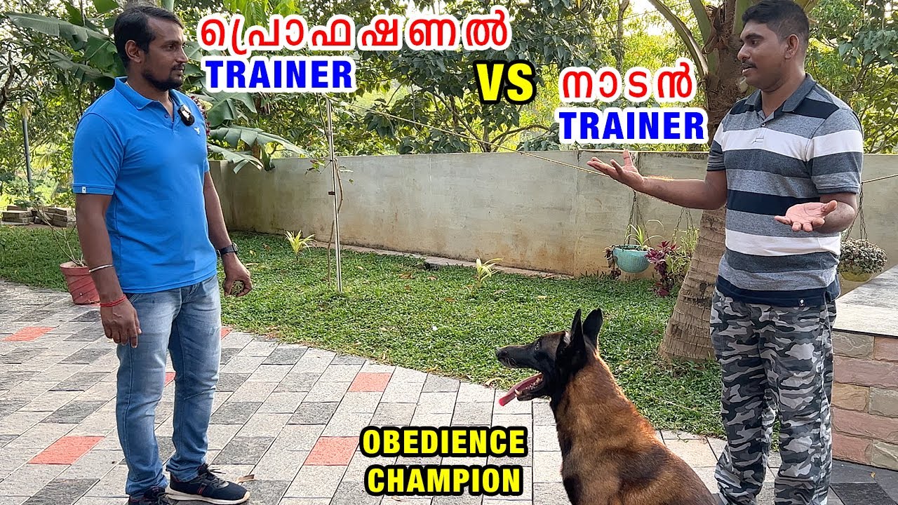 😱😱വീട്ടിലെ ട്രെയ്നർ VS പ്രൊഫഷണൽ DOG Trainer : Kerala 1st Obedience Champion Belgian Malinois