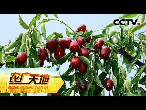 农广天地》 20180418 枣树开甲技术| CCTV农业- YouTube