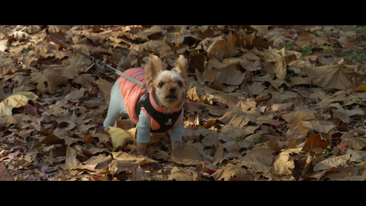 BMPC(Blackmagic Production Camera) 4K | 23.976fps | Canon EF-S 18-135mm (안산 호수공원)