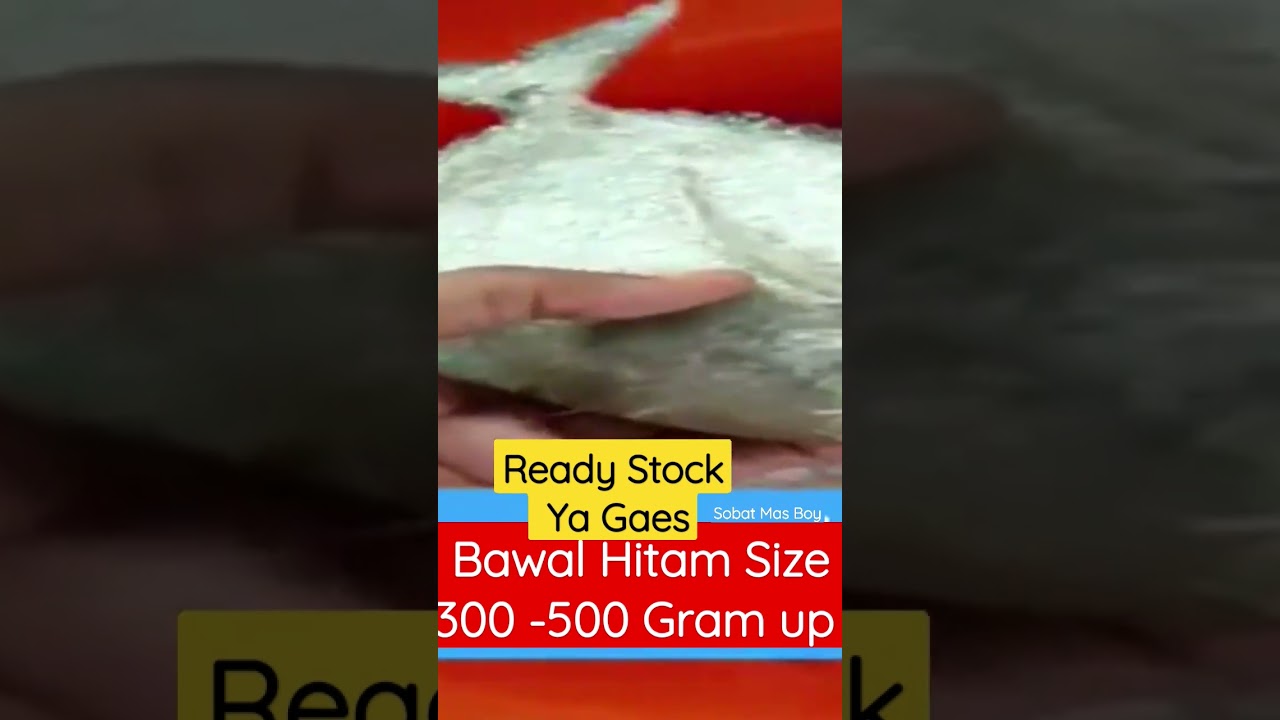 Bawal Hitam Size 300 -500 Gram Up ..Ready Stock