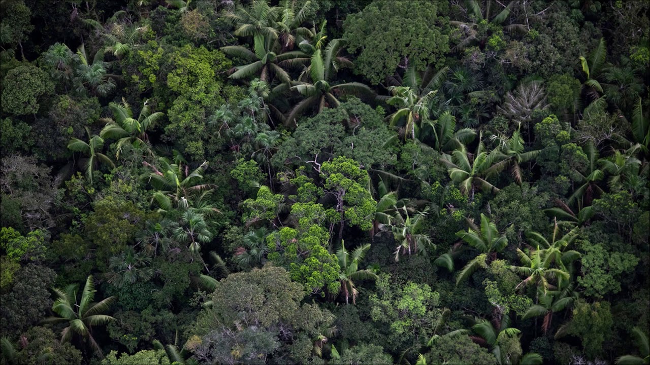 Narcos Prologue   Pedro Bromn  1 Hour Rainforest Sound