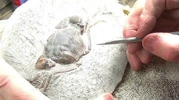 Frizbe Crab - Part 2 of 2 - Prepping a Fossil Crab from Washington