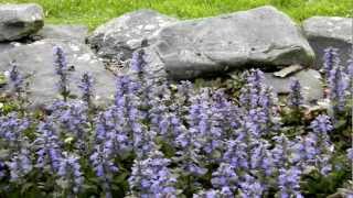 These are the Bees that visit my garden every single evening