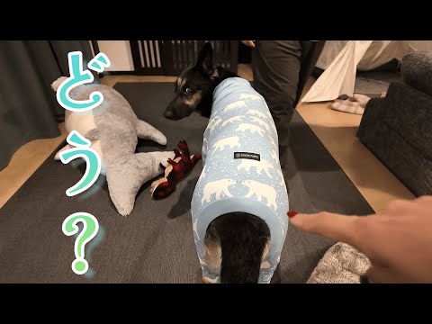 インスタ広告で話題のSPARK PAWSで愛犬の服を買ってみた結果・・・!