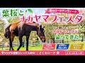 葉桜とナカヤマフェスタ｜GWのうらかわ優駿ビレッジAERU