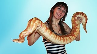 РАСПАКОВКА НОВЫХ ПИТОНОВ! Самые толстые змеи - Python brongersmai