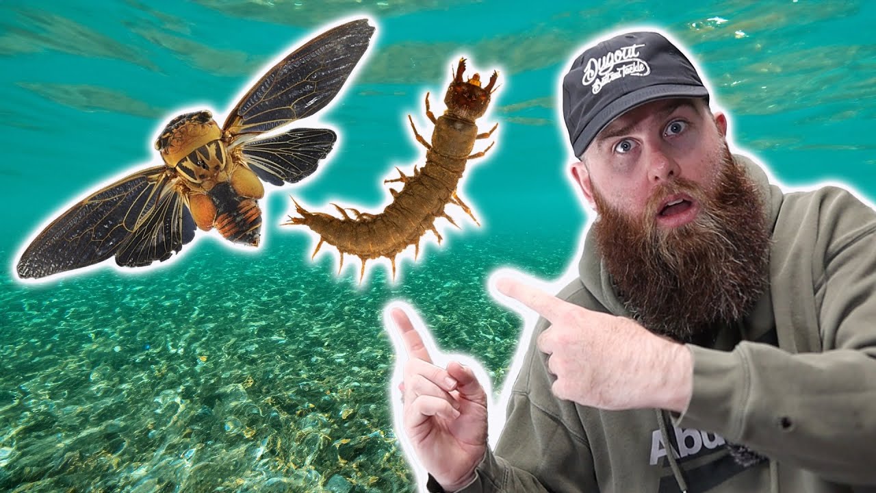 3 Things Bass Eat You’ve NEVER Considered!