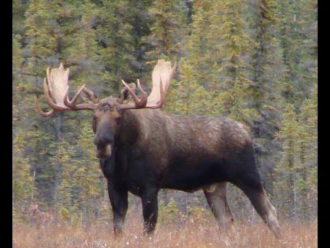 Alaska Moose Hunting Dead Moose Walking "Bull Magn...