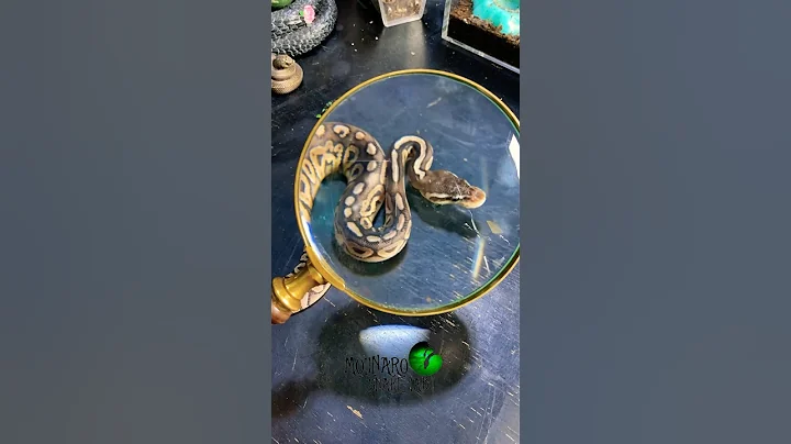 Farewell #molinarosnakelab #ballpython #shippingsnakes #python #familiars #royalpython #shorts #pets