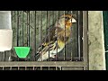 ‏Hybrid Canary and Goldfinch singing .hot tweeting غناء هجين  الحسون و الكناري