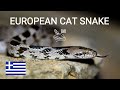 European cat snake (Telescopus fallax), mildly-venomous snake species, reptiles of Greece, Balkan