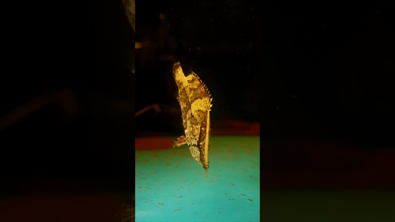 Monocirrhus polyacanthus / Blattfisch (7 bis 8 cm)