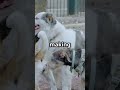 Max the Traveling Dog's Afghanistan Adventure!