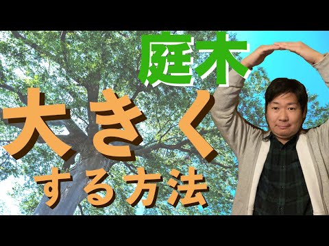 【庭師が教える】庭木を大きく育てるための基本的な方法と考え方を解説