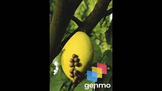 Time Lapse of Jack Fruit of Growing #timelapse #jackfruit