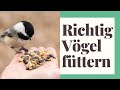 Vögel füttern - Alle wichtigen Tipps (Winter & Sommer)