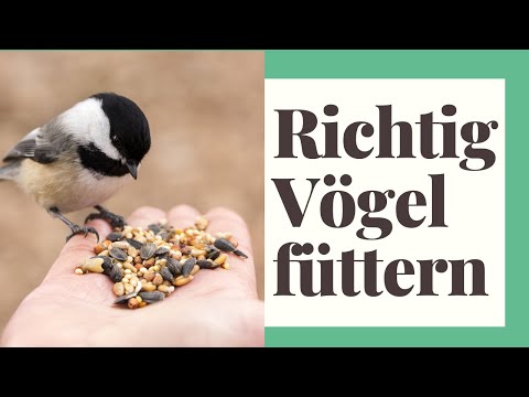 Video: Ist es sicher, Vogelfutter zu essen?