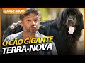 CHOCADO, O MAIOR CACHORRO QUE JÁ VI! | GUIA DE RAÇAS TERRA-NOVA