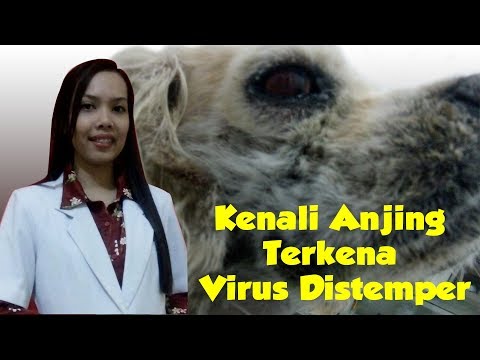 Video: Pneumonia (Aspirasi) Pada Anjing