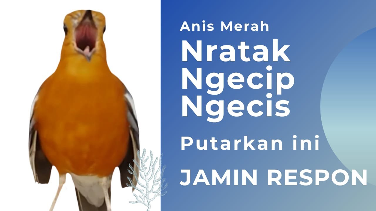 TERAPI ANIS MERAH MACET BUNYI AGAR GACOR 100% AMPUH MEMANCING ANIS TROTOL IKUT NGEPLONG