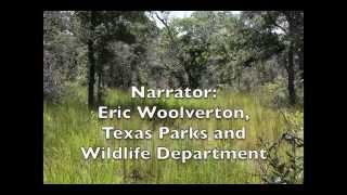 Managing Eastern Wild Turkey Nesting and Brooding Cover in Post Oak Woodlands