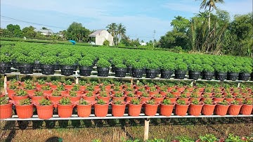 Ngắt đọt lần cuối cho Cúc mâm xôi (4cơi). Chia sẻ tuyệt vời của chú về đi phân cho Cúc mâm xôi.