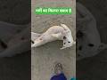 गर्मी का कितना ख्वाब है #straydogs #animalcare #dogrescue #trending #viral