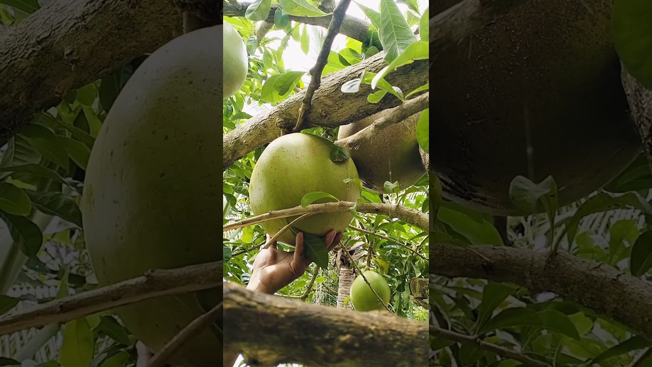 Harvesting large miracle and citrus fruit