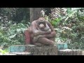 Орангутан-мыслитель в зоопарке Хошимина