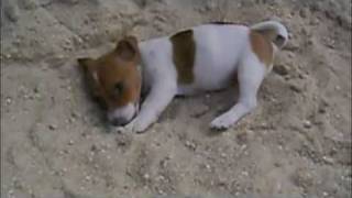 Puppy Jack Russell Terrier play in sand