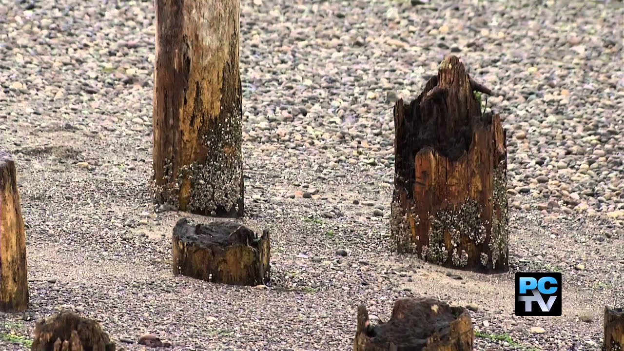 Derelict piling removal underway off Steilacoom and Chambers Creek shorelines