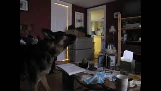 German Shepherd howls with Wolves!