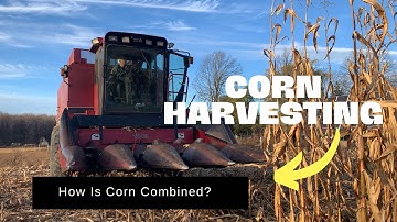 #harvest | Corn Harvested with Case International 1620 Combine and a 4 Row Corn Head