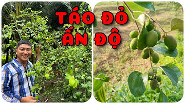 Cây Táo đỏ Ấn Độ tại Miền Tây | 0386569374 - Ngọc Ngân Bến Tre | Chuyên cây độc lạ