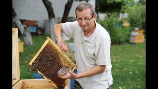 Прием маток | Подсадка пчеломаток при помощи колпачка