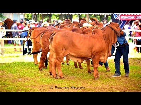 ถาวรฟาร์ม-ราชบุรี เลี้ยงวัวก็สามารถ-จับเงินล้านได้--3-สิงหาคม-2565