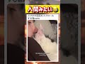 【🐈】飼い主のスマホ操作を代わりにする猫wwwww #面白い #おもしろ #tiktok #Twitter #2ch #5ch