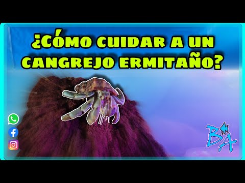 Video: Guía de cuidado básico de cangrejo ermitaño