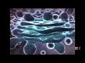 Cellular Dynamics and Protein Transport