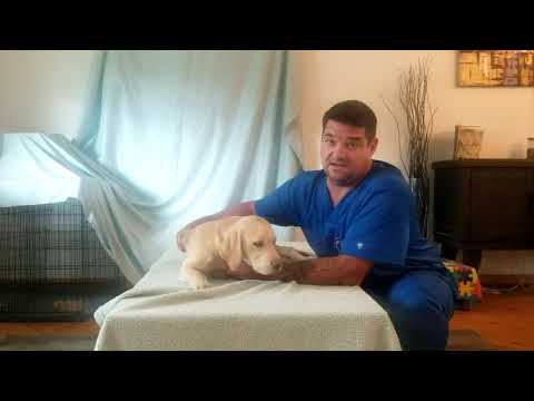 Video: American Veterinary Associationin Päätös Lemmikkieläinten Homeopaattisesta Lääketieteestä