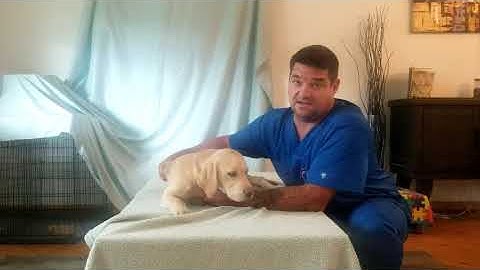 VTHT-1301 Restraint Video