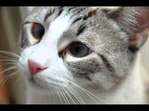 cat voice cat meow meow voice cat voice cat meow meow voice