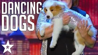 ADORABLE Dog Audition AMAZES Everyone On Australia's Got Talent 2019! | Got Talent Global