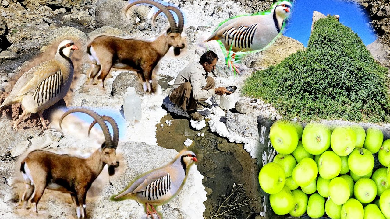 «Приключение с кочевниками горы Дена | Сбор солёной воды, лекарственные растения и дикая природа»